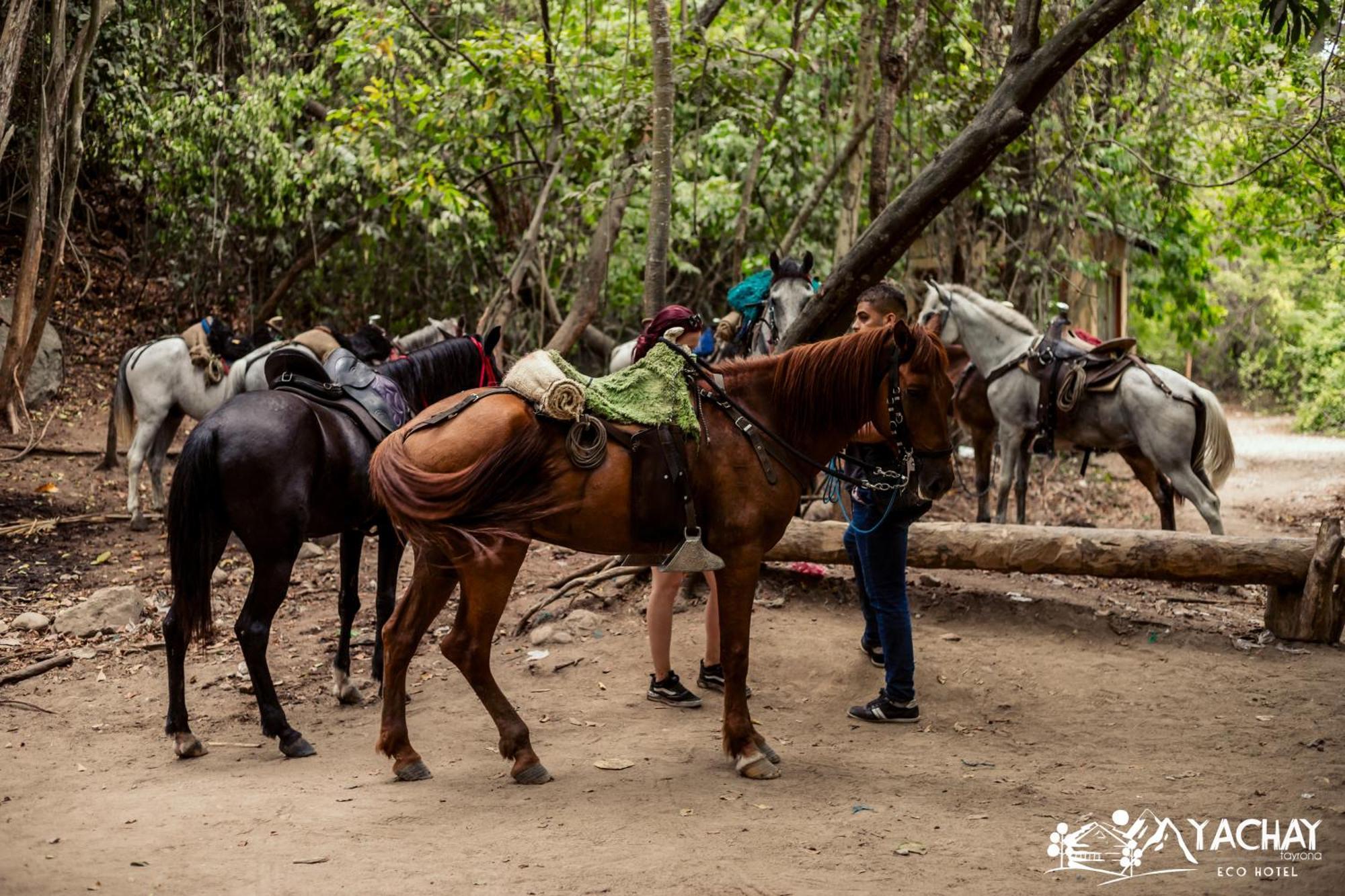 Ecohotel Yachay Tayrona Dentro Del Parque Tayrona Эль-Саино Экстерьер фото